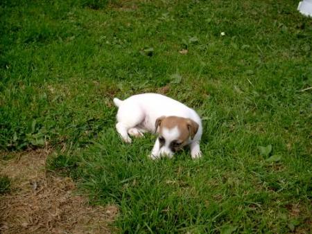 bulle
