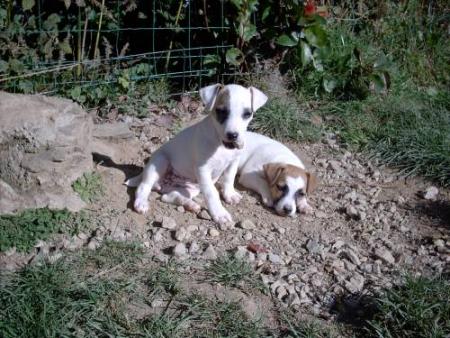 B'lili et Bulle