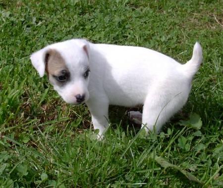 béckie'lili