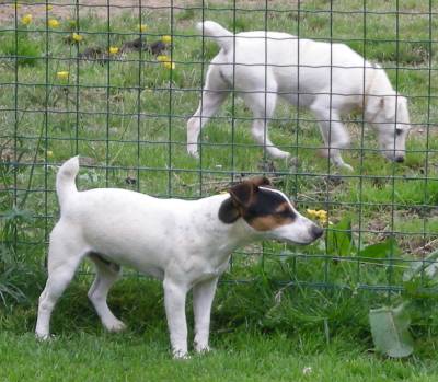 CLOVIS et BIANCA