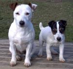 mes jacks russels