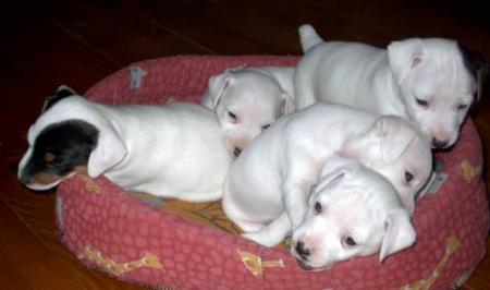 chiots biscotte
